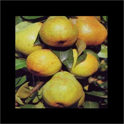 Difrulux - Distillerie Luxembourg