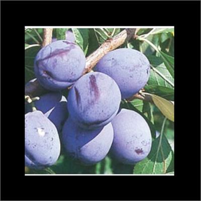 Difrulux - Distillerie Luxembourg