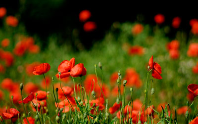 Cabinet de Sophrologie Deschamps Catherine