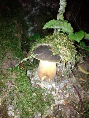 Délices de la Nature