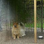Géronimo's house- pension pour chats et chiens Ell Luxembourg