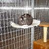 pension pour chats et chiens Géronimo's House- Ell au Luxembourg pension pour chats et chiens Géronimo's House- Ell au Luxembourg