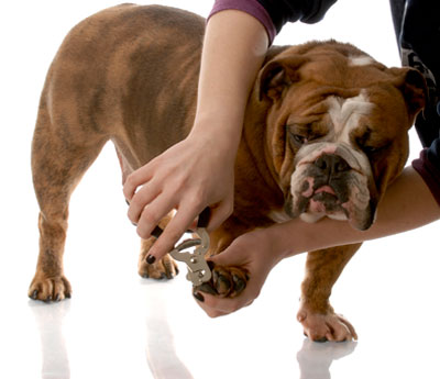 Salon de toilettage sur roues dans tout le Grand-Duché ...