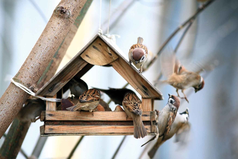 Passen Sie auf Vögel im Winter auf