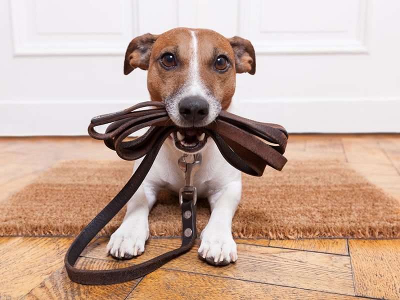 Should you take insurance for your pet?