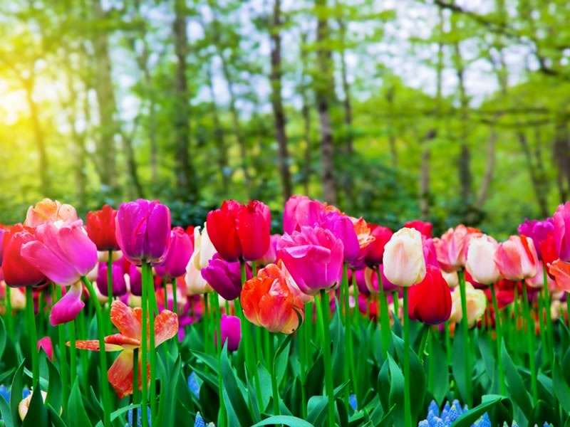 Jardin en mai : conseils et travaux à réaliser