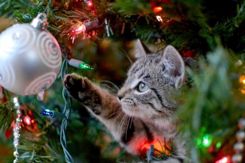 sapin noel animaux