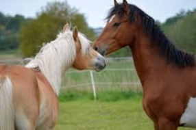 Promenade avec les chevaux