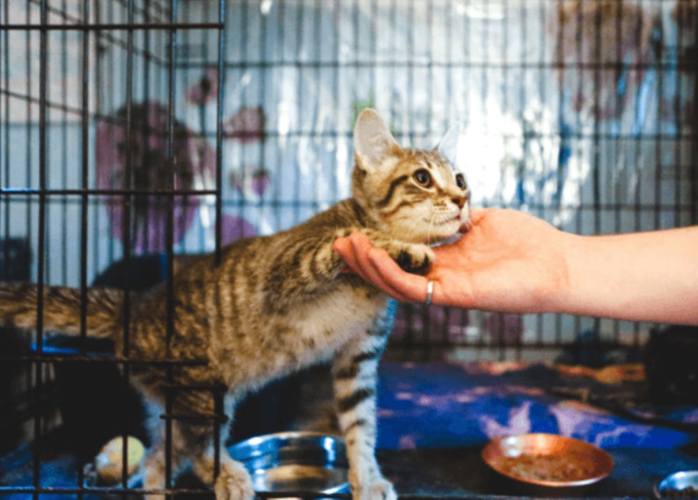 Protéger les chats errants