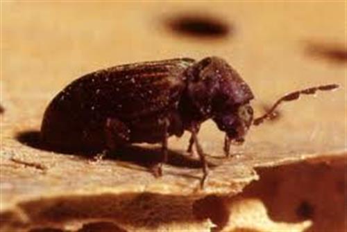 Parasites du bois