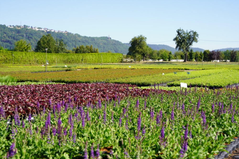 Garden plants from regional production