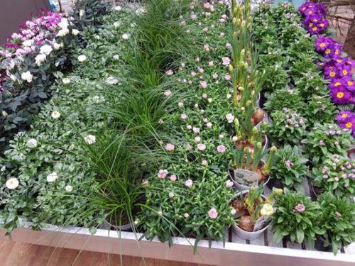 Plantes extérieures