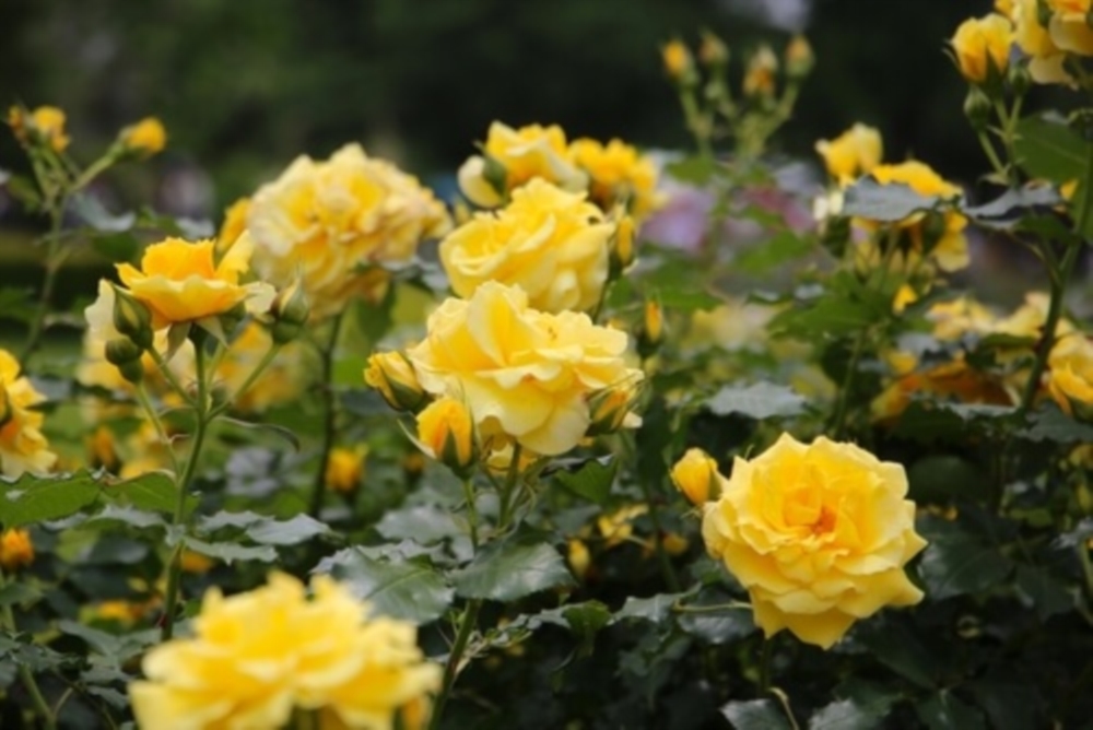 Un jardin sur mesure, à votre image