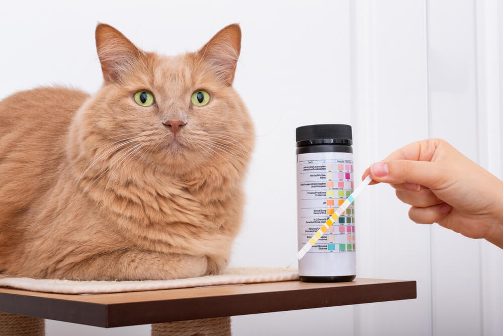 Laboratoire d'analyses vétérinaires