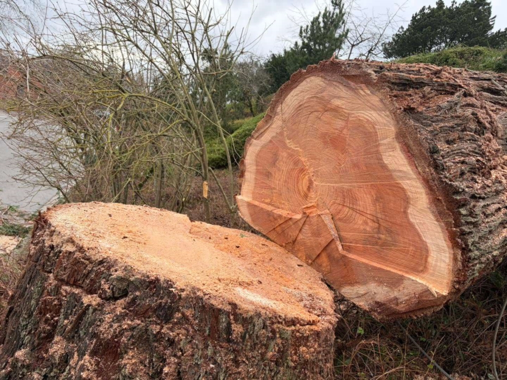 Abattage et entretien des arbres