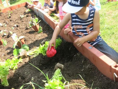 Préparation du potager