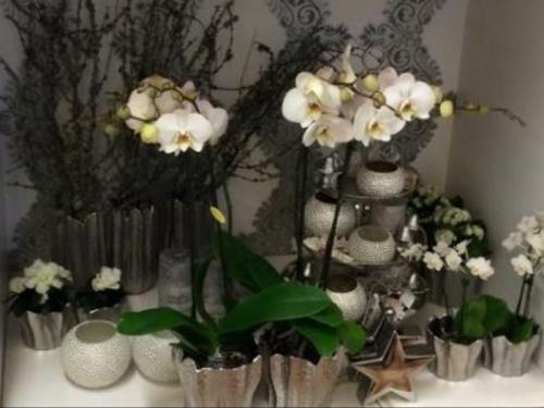 Orchideen