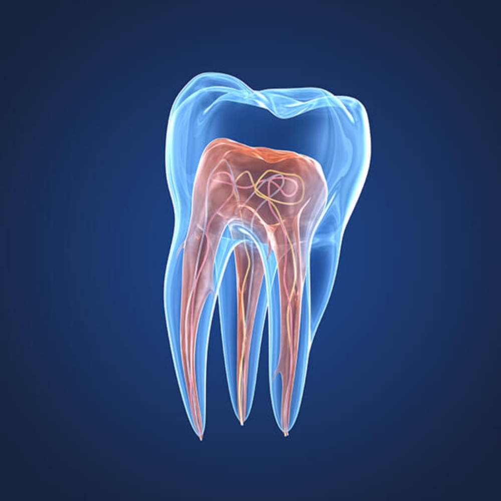 ENDODONTIE