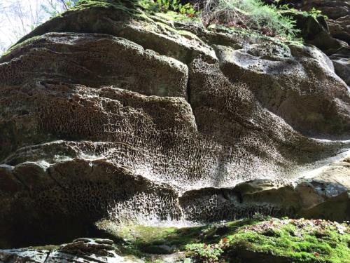 nature animale intuition instinct chamane blessure