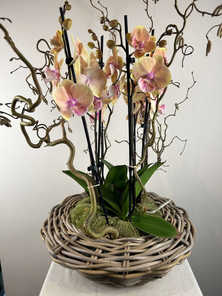 Composition orchidées