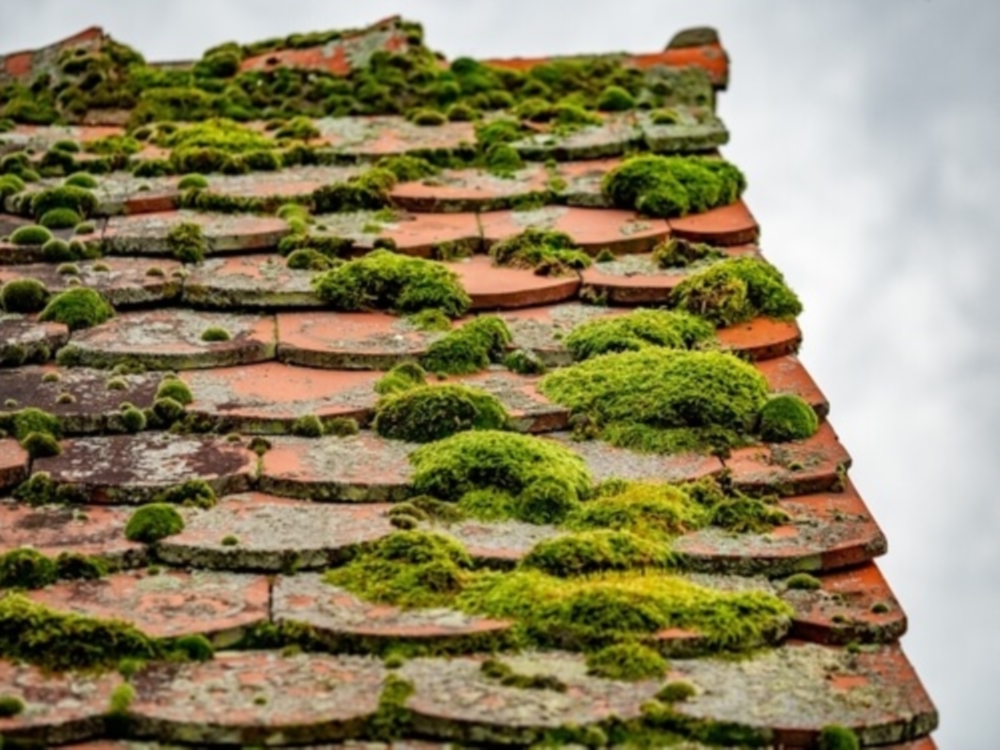 Nettoyage et démoussage toiture