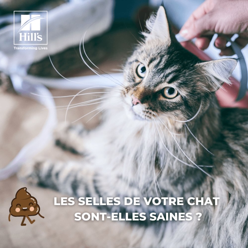 La santé digestive de votre chat 🐱