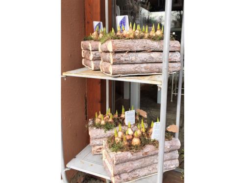 plantes pour extérieurs