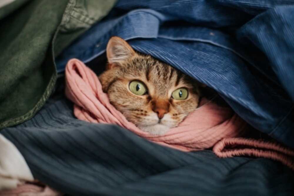 Laverie pour linge d’animaux