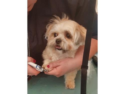 Soins pour chien