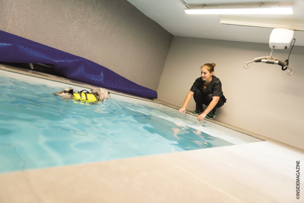 Hernie discale chien