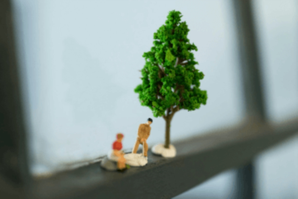 Les arbres du voisin