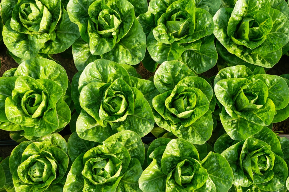 Maraîchage et transformation alimentaire