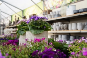  Plantes de saison pour balcons et terrasses