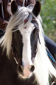 centre équestre kempemillen