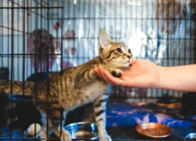 Protéger les chats errants