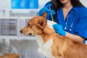 Médecine préventive: vaccination, traitement antiparasitaire
