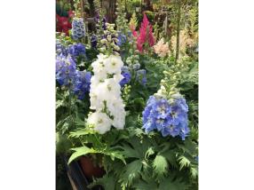 Plantes