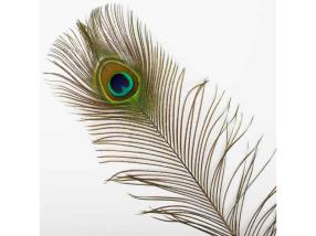 Plumes décoratives pour la conception de carnaval et costume