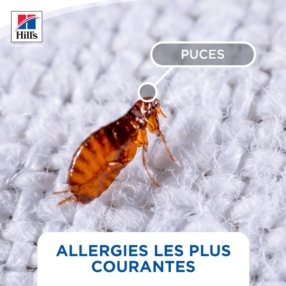 🐾 Les puces : un cauchemar pour vos animaux ! 🦠