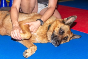 Ostéopathe pour animaux