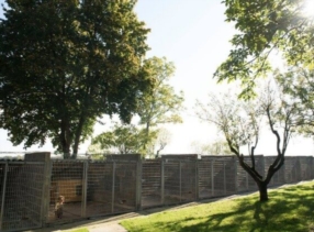 Pension pour chiens