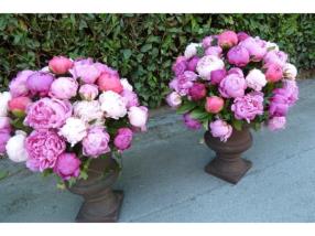 Fleurs