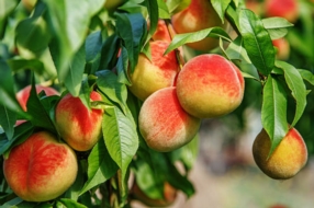 Die Umstellung auf eine ausgewogene Ernährung