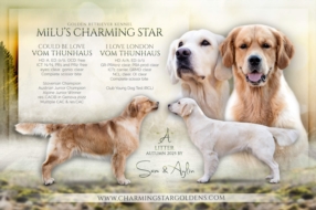 Our First Litter Planned for Autumn 2025