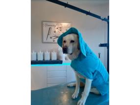 Massage pour chien