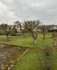 Pourquoi faire appel à un professionnel pour l’élagage ?