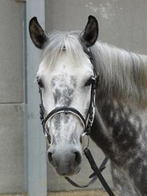 centre équestre kempemillen