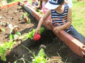 Préparation du potager