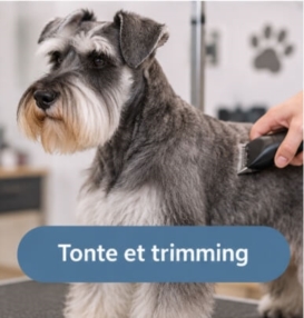 Tonte et trimming