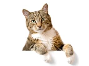 Visites à domicile pour animaux